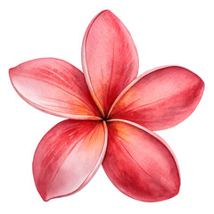 Watercolor Plumeria Flower Illustration in Pink and Red on Transparent Background