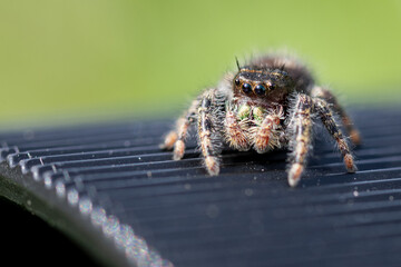 Daring jumping spider sitting on some black corrugated plastic.