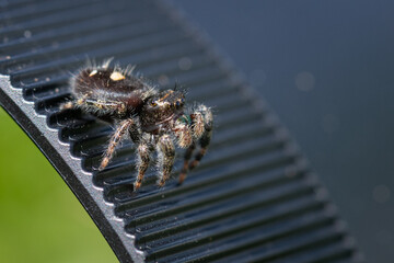 Daring jumping spider sitting on some black corrugated plastic.