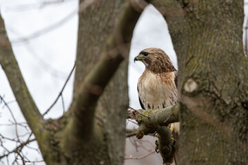 Red-tailed hawk perched on a branch between 2 tree trunks