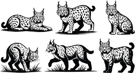 Six lynx illustrations in various poses on a white background art