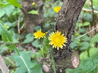 神田川4月：ノゲシの花 2025/4/18