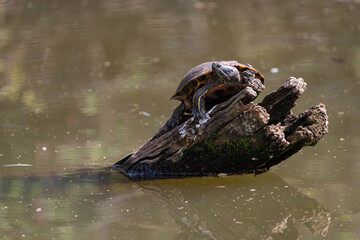 Red-eared slider turtle perched on log portruding from the water of a pond