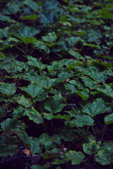つる性植物