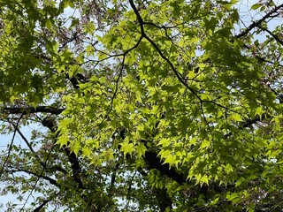 Fototapeta premium 神田川4月：緑のモミジの葉 2025/4/17