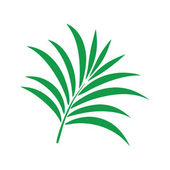 green plant leaf isolated on white