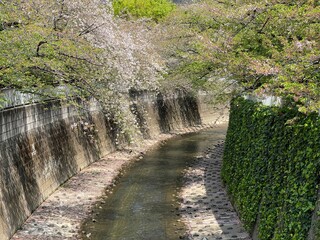 神田川4月：葉桜と水面 2025/4/17
