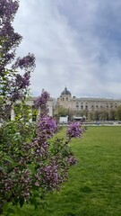 Blooming lilacs bring spring color to the foreground of Vienna’s museum gardens and dome