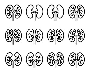 Human kidneys icon flat thin line style illustration isolated on transparent background