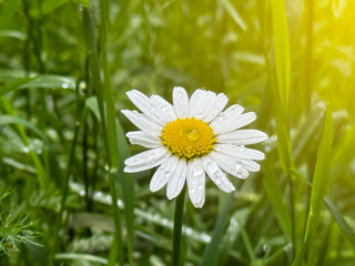 A close-up of a daisy among green grass.The white petals and yellow center of the flower contrast with the rich green background. Daisy flower (bellis perennis) with green natural background.  © Dmitry Presnyakov