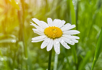 A close-up of a daisy among green grass.The white petals and yellow center of the flower contrast with the rich green background. Daisy flower (bellis perennis) with green natural background.  © Dmitry Presnyakov