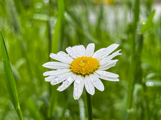 A close-up of a daisy among green grass.The white petals and yellow center of the flower contrast...