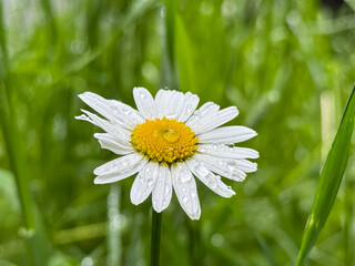 A close-up of a daisy among green grass.The white petals and yellow center of the flower contrast with the rich green background. Daisy flower (bellis perennis) with green natural background.  © Dmitry Presnyakov