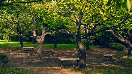 Naklejka premium 花見川緑地 千葉市美浜区