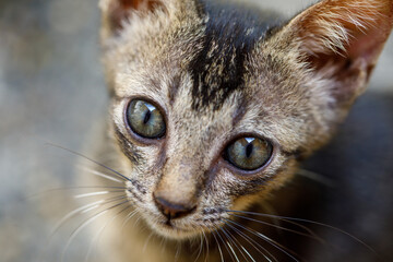 Closeup of sad homeless kitten looking up with hope, concept of rescue and pet adoption