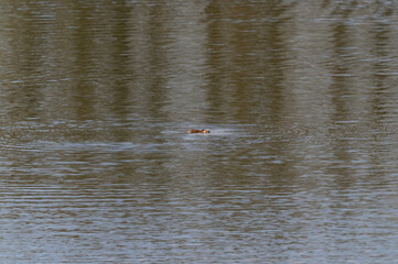 A Beaver Swimming in Seven Lake at Seven Lakes State Park, near Holly, Michigan.