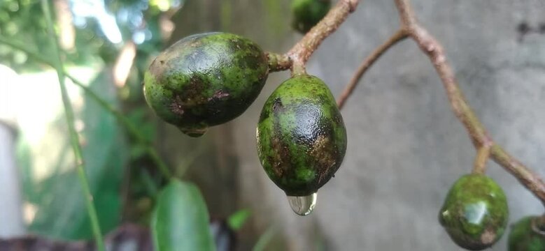 Organic Ambarella, June Plum, Golden Apple plant