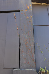 A close-up of a weathered wall with exposed patches, cracks, and creeping vines with red leaves....