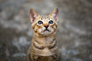 Portrait of a tabby kitten with expressive contemptuous look, human-like emotion