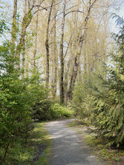 Great Blue Heron Nature Reserve during a spring season in Chilliwack, British Columbia, Canada