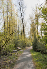 Great Blue Heron Nature Reserve during a spring season in Chilliwack, British Columbia, Canada