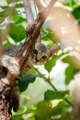 Panicked domestic kitten stuck on a tree looking for help
