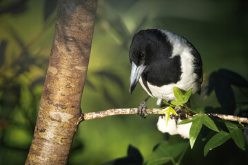 The pied butcherbird is a songbird native to Australia. This bird was found at Simpson Falls, in Brisbane, Queensland.