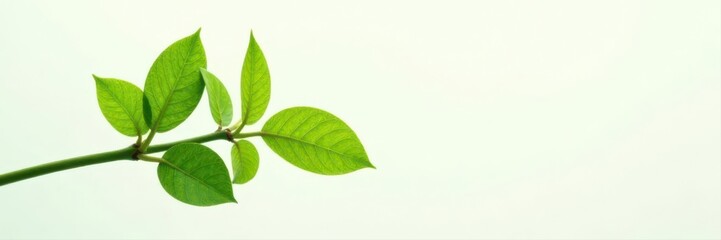 Fototapeta premium Vibrant green ZZ plant branch, fresh leaves, white backdrop , background, clean, houseplant