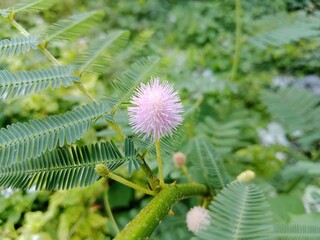 A close-up of a pink Mimosa pudica flower with vibrant green foliage in the background,...