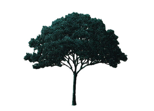 A single tree with dense green foliage against a stark black background scene on transparent background - Powered by Adobe