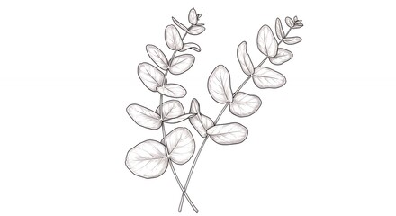 Eucalyptus branch line art illustration