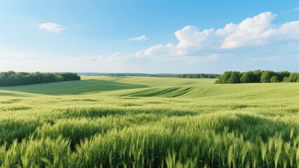 Obraz premium Vast Green Wheat Field Under a Clear Blue Sky