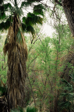 palms in the swamp