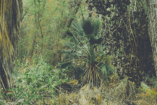 swamp foliage