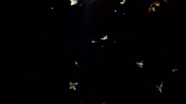 Creepy swarm of flying insects and glowing yellow fireflies near an LED light create a haunting overlay against the dark night&mdash;perfect for real insect wildlife scenes or spooky Halloween backgrounds. 