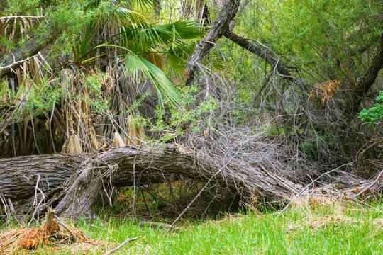 swamp nature