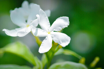 Tabernaemontana divaricata or Grandifolia or Clavel de la India or Cape jasmine, East Indian rosebay or 
APOCYNACEAE or  Gerdenia Crape Jasmine or Gardenia Jasminoides or Gardenia