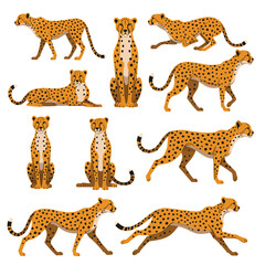 A collection of cheetahs in various poses each with distinct markings and body positions