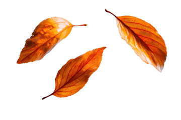 Fototapeta premium Autumn Leaves Falling in Air