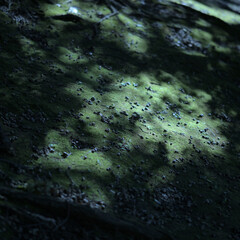 Obraz premium 木漏れ陽