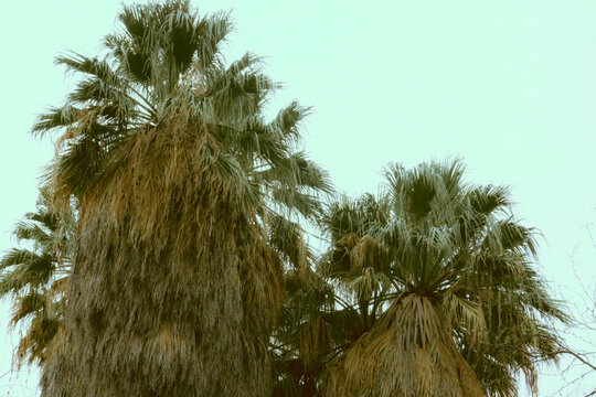 palm tree against blue sky