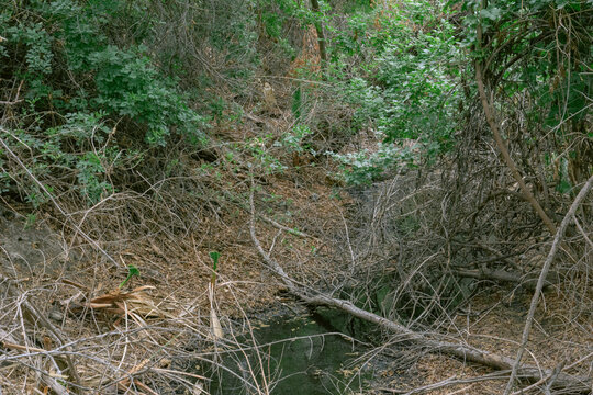 cut through the woods