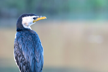 Little pied cormorant
