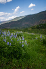 Wooded Mountain Path with Evergreens and Wildflowers – Serene Nature Escape