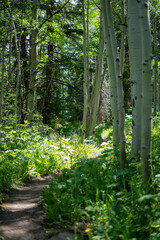 Wooded Mountain Path with Evergreens and Wildflowers – Serene Nature Escape
