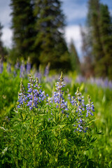 Wooded Mountain Path with Evergreens and Wildflowers – Serene Nature Escape