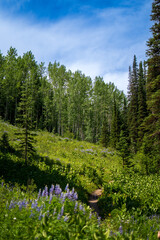Wooded Mountain Path with Evergreens and Wildflowers – Serene Nature Escape