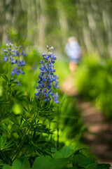Wooded Mountain Path with Evergreens and Wildflowers – Serene Nature Escape