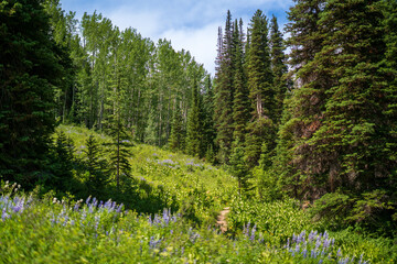 Wooded Mountain Path with Evergreens and Wildflowers – Serene Nature Escape
