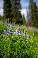 Wooded Mountain Path with Evergreens and Wildflowers – Serene Nature Escape